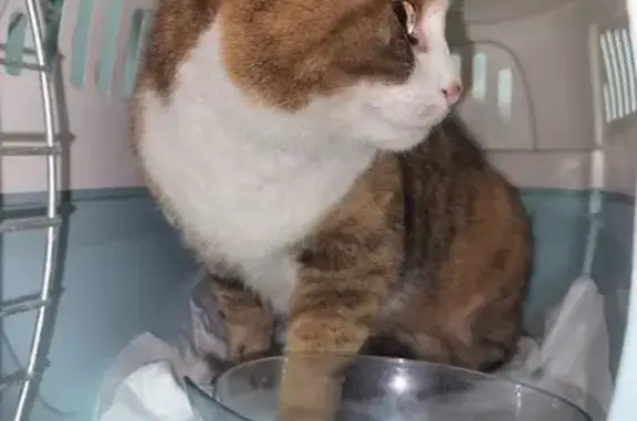 Найдена кошка, Тверь, фото: Кошка найдена у дома 22А, Ипподромная