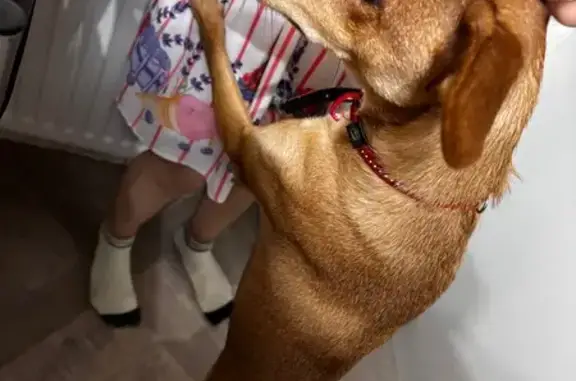 Найдена собака, Ростов-на-Дону, фото: Собака найдена: ул. Мечникова, 76, Ростов-на-Дону