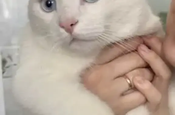 Пропал кот, Советская ул. 141/143, Елец - photo