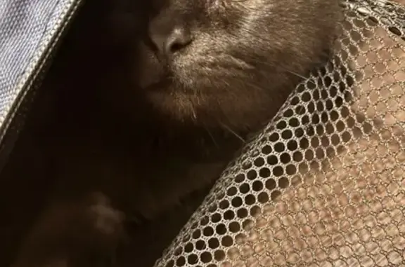 Найдена кошка, Верхняя Пышма, фото: Кошка найдена: Верхняя Пышма, Сапожникова 1А