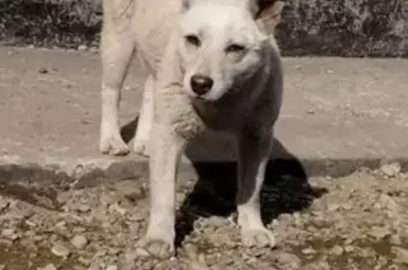 Пропала собака, Абакан, район нефтебазы - photo