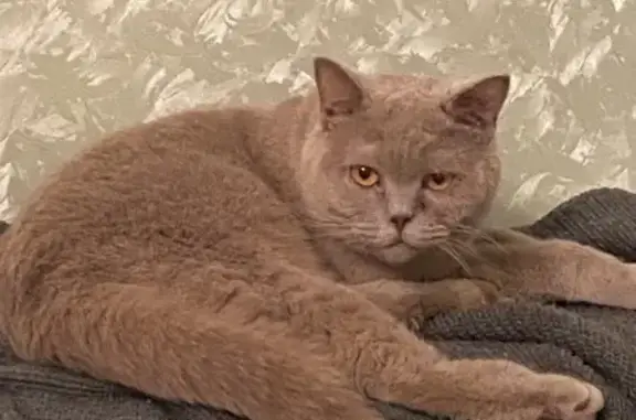 Найдена кошка, Саранск, фото: Кошка найдена: пр. 70 лет Октября, Саранск