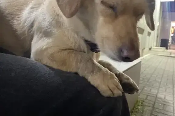 Найдена собака, Краснодар, фото: Собака найдена: Северная ул., 377, Краснодар