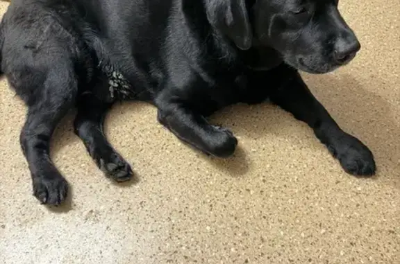 Найдена собака, Самара, фото: Найдена собака, Аэродромная 40А, Самара