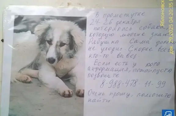 Пропала собака, ул. Свободы 27, Яблоновский - photo