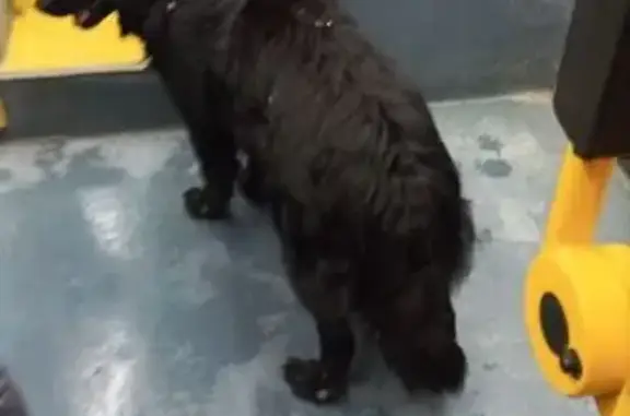 Пропала собака Филя, пр. Авиаторов, 37, Яр. - photo