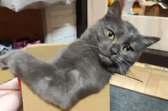 Кошки потеряшки, Серпухов, фото: Потеряшка кот, Школьная ул. 80, Серпухов