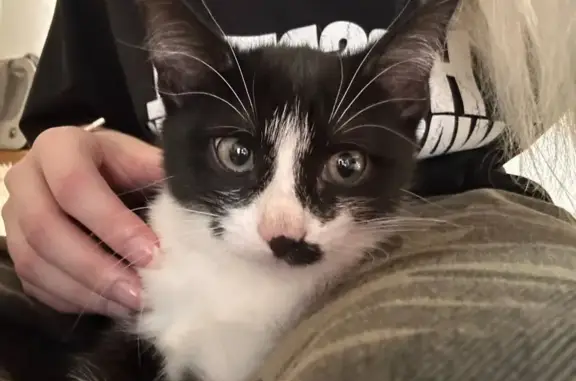 Кошки потеряшки, Казань, фото: Потеряшка кошка, Казань, Татарстан