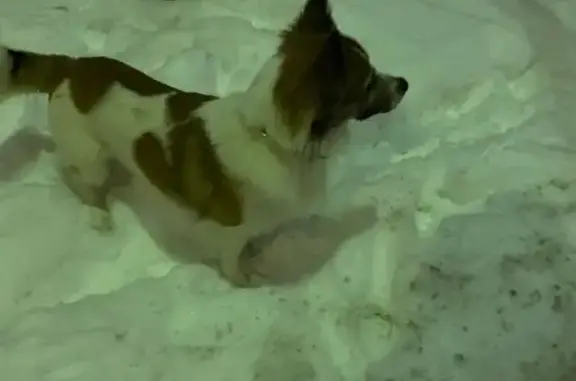 Найдена собака, Красногорск, фото: Собачка найдена у 50 лет Октября, Красногорск