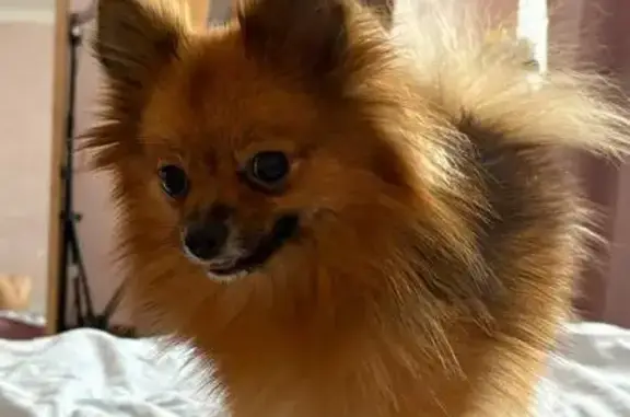 Пропала собака, Королёв - photo