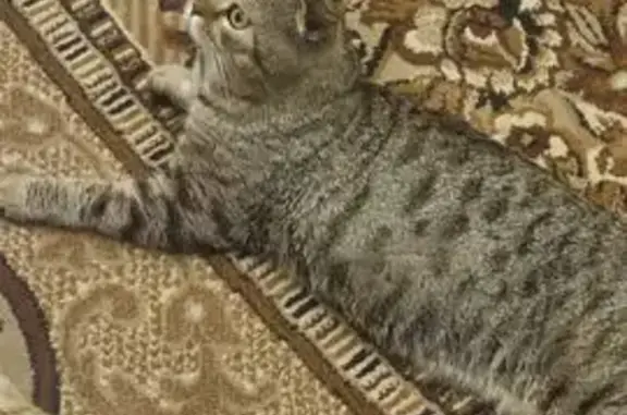 Пропала кошка, Петушинское СП, Владимирская обл. - photo