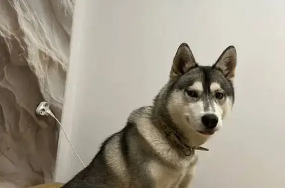 Пропала хаски Луна, Советская наб., Чебоксары - photo