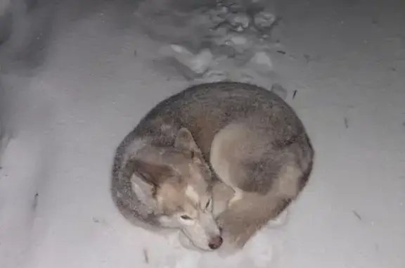 Найдена собака, Екатеринбург, фото: Собака найдена у Бристоля, Индустрии 47