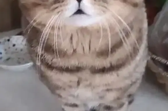 Кошки потеряшки, дома отдыха «Пахра», фото: Потеряшка кошка, Лесная ул., Москва