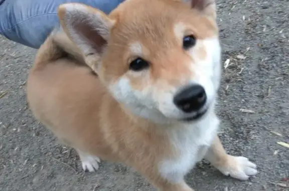 Собаки потеряшки, дома отдыха «Пахра», фото: Потеряшка собака, Лесная ул., Москва