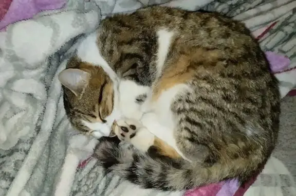 Пропал кот на ул. Гулаева, 86, Аксай - photo