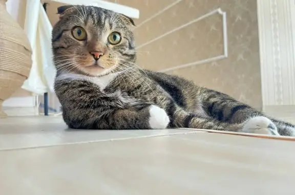 Пропал кот в п. Н.Голубево, Калининград - photo