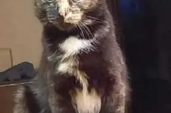 Пропала кошка, Саранск - photo