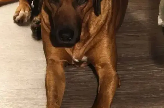 Собаки потеряшки, Москва, фото: Потеряшка собака, Поварская ул., Москва