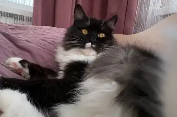 Пропала кошка, ул. Шевченко, 1, Мичуринск - photo