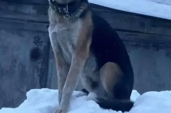 Найдена собака, Барнаул, фото: Собака найдена, пр. Космонавтов, Барнаул