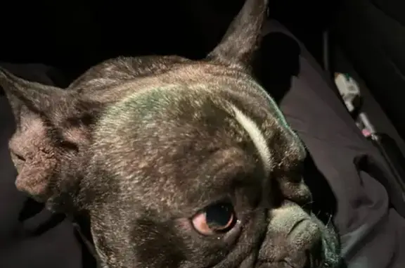 Найдена собака, Краснодар, фото: Найден пес на ул. Трубилина, Краснодар