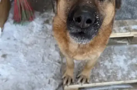 Найдена собака, Нижний Саянтуй, фото: Собака найдена в ДНТ Багульник, Бурятия