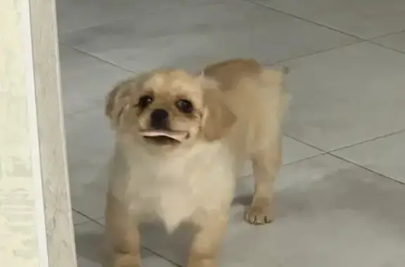 Пропала собака, Рязань, Рязанская обл. - photo