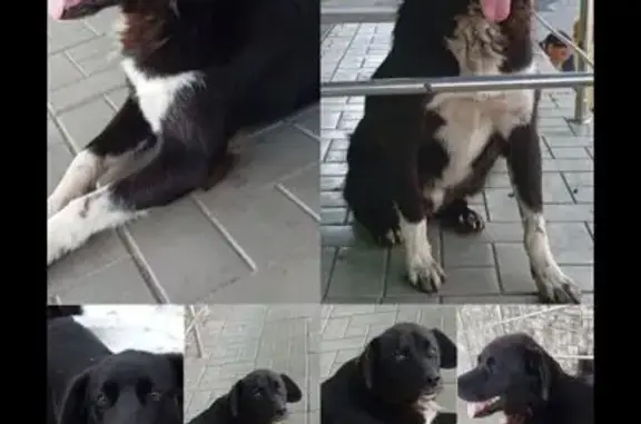 Пропала собака, ул. Коммунистическая, Куйбышев - photo