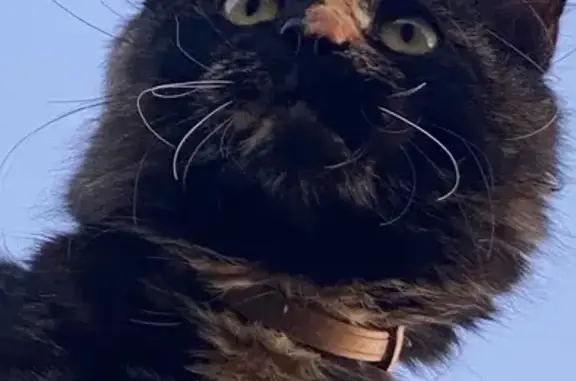 Кошки потеряшки, Гремячки, фото: Потеряшка кошка в Гремячках, Нижегородская обл.