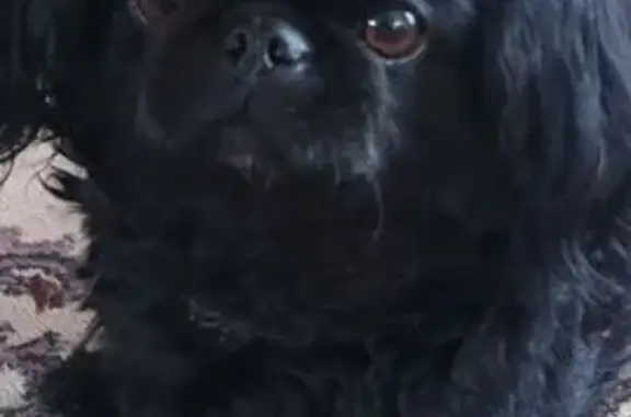 Пропала собака, Борцов Октября 2А, Тюмень - photo