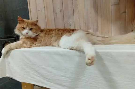 Пропала кошка, Бурнашевское с/п, «Волга» - photo