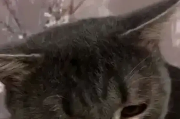 Пропала кошка, ул. Попова, 150, Барнаул - photo