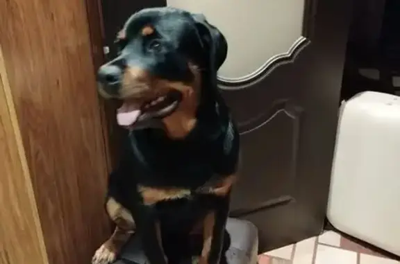 Пропала собака, 6-я Котельная, Астрахань - photo