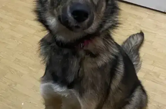 Найдена собака, Северск, фото: Собака найдена: Коммунистический 151, Северск