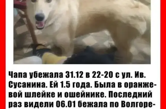 Пропала собака, ул. Сусанина 32А/79 - photo