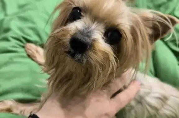 Пропала собака на ул. Бараненко, Краснодар - photo