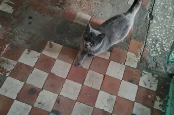 Найдена кошка, Иркутск, фото: Найдена кошка, Иркутск, МОПРа 2