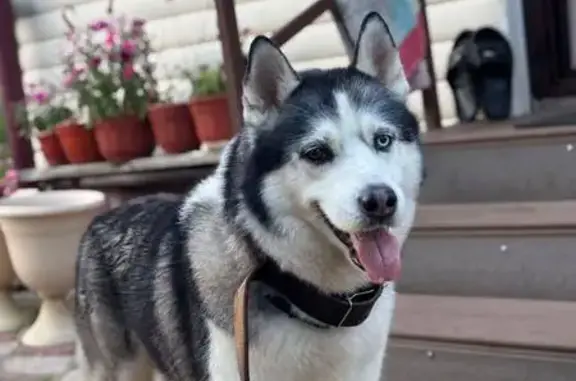 Пропала собака, Наро-Фоминск, Профсоюзная 34 - photo