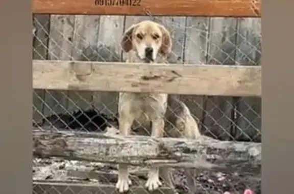 Пропала собака в Мошке, Владимирская обл. - photo