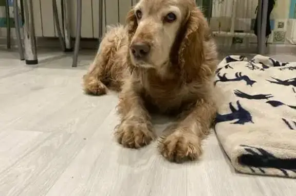 Найдена собака, Серпухов, фото: Спаниель найден у администрации, Советская 