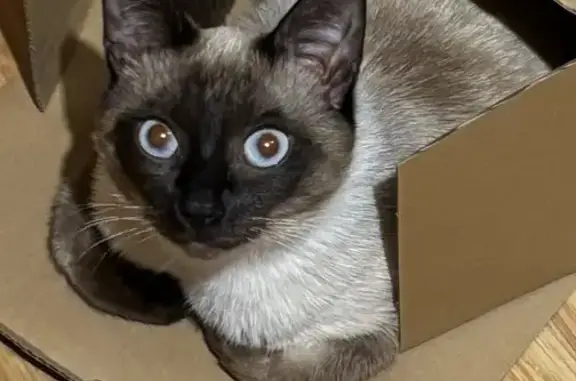 Пропала кошка, Обь, Большая ул., 25 - photo