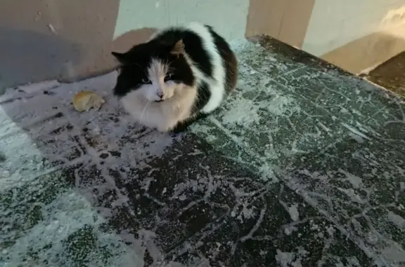 Объявления о пропавших и найденных животных, Чебоксары, фото: Кошка найдена на Привокзальной 1Д, Чебоксары