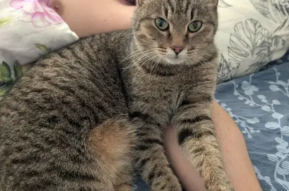 Найдена кошка, Уфа, фото: Найдена кошка у подъезда №1, Казанская, 6