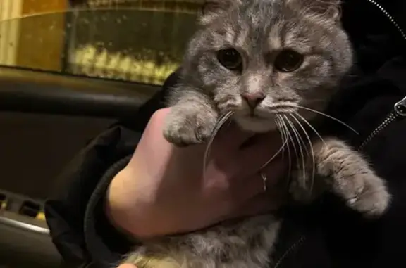 Объявления о пропавших и найденных животных, Новосибирск, фото: Кошка найдена: Волочаевская 157, НСК