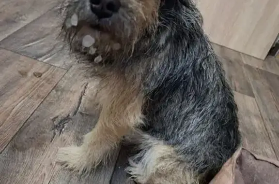 Найдена собака, Орехово-Зуево, фото: Собака найдена: Орехово-Зуево, Кирова 5