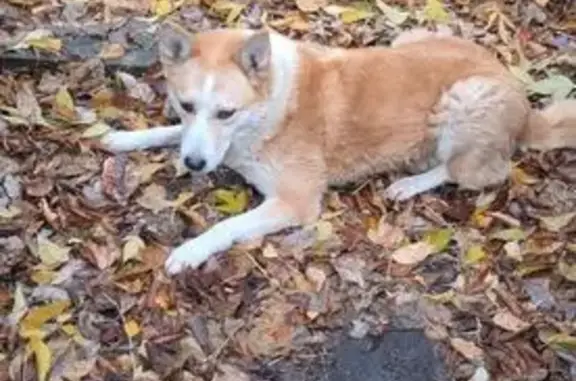 Пропала собака на ул. Авиаторов, Москва - photo