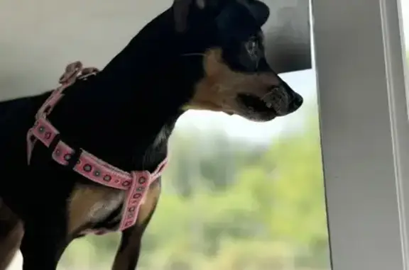 Пропала собака в СНТ Дачный, линия 6 - photo