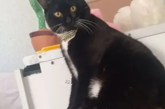 Пропала кошка, Киевская ул., Тюмень - photo