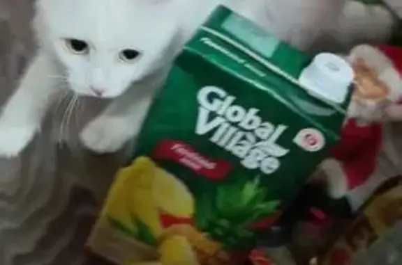 Пропала белая кошка, Панфиловская 4, Вград - photo